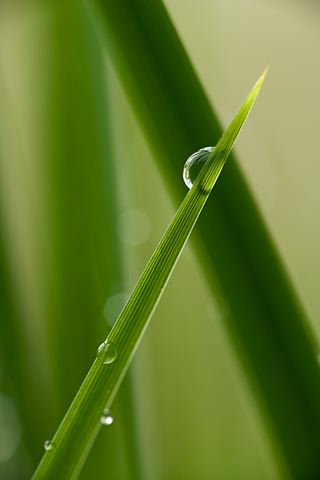 Grass;Dew;Details;Water;Abstract;Reflections;Drop;Moisture;Droplet;Morning;Bead;Dewey;Abstractions;Patterns;Shapes;Pool of Water;Oneness
