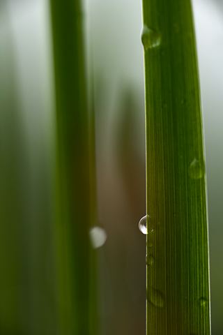 Grass;Dew;Details;Water;Abstract;Reflections;Drop;Moisture;Droplet;Morning;Bead;Dewey;Abstractions;Patterns;Shapes;Pool of Water;Oneness