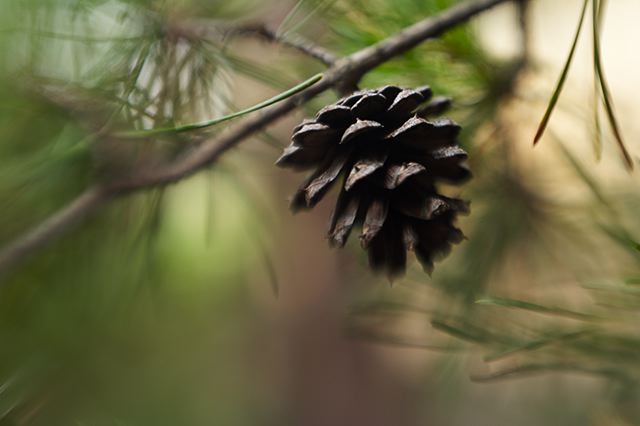Abstract;Abstractions;Patterns;Shapes;Textures;Cumberland Plateau;Canyon;Cliff;Bluff;Rock Face;Rock Formations;Sheer;Steep;Forest;Trees;Leaves;Leaf;Plants;Woods;Bark;Outdoors;Nature;Natural;Woodland