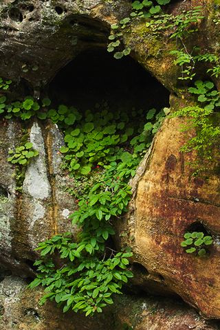 Flower;Blooming;Blossom;Bloom;Plants;Flowering;Botanical;Nature;Petal;Garden;Colorful;Outdoor;Vegetation;Natural;Floral;Herb;Flowers;Stamen;Pistil;Stem;Cumberland Plateau;Canyon;Cliff;Bluff;Rock Face;Rock Formations;Sheer;Steep;Leaf;Leaves;Foliage;Veins;Compound;Leaflet;Rocks;Rock;Boulder;Boulders;Stones;Pebble;Pebbles;Stone