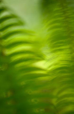 Ferns;Plants;Forest;Abstract;Trees;Leaves;Leaf;Woods;Bark;Outdoors;Nature;Natural;Woodland;Moss;Botanical;Rainforest;Rain forest;Temperate;Wet;Humid;Weather;Bush;Tropical;Luxuriant;Boreal;Timberland;Abstractions;Patterns;Shapes;Textures
