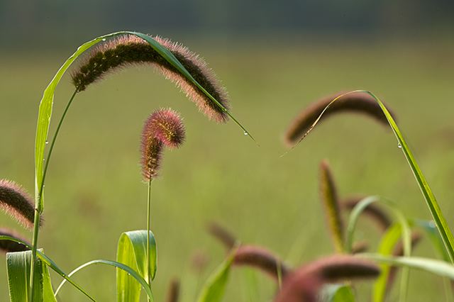 Dew;Details;Water;Abstract;Reflections;Drop;Moisture;Droplet;Morning;Bead;Dewey;Grass;Seeds