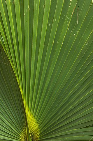 Abstract;Abstractions;Patterns;Shapes;Textures;Plants