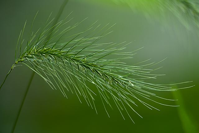 Cumberland Plateau;Canyon;Cliff;Bluff;Rock Face;Rock Formations;Sheer;Steep;Colorful;Plants;Botanical;Leaf;Leaves;Vegetation;Foliage;Abstract;Abstractions;Patterns;Shapes