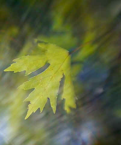 Plants;Botanical;Leaf;Leaves;Vegetation;Foliage;Veins;Compound;Leaflet;Abstract;Abstractions;Patterns;Shapes;Textures;Sunlight;Sun;Beams;Sunbeam;Rays;Light;Luminance;Illuminate