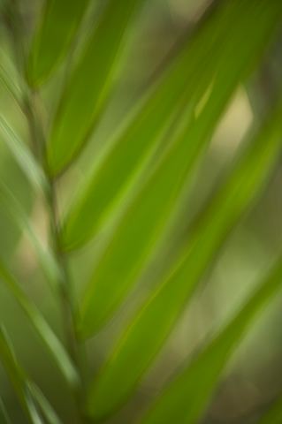 Abstract;Abstractions;Colorful;Plants;Botanical;Leaf;Leaves;Vegetation;Foliage;Patterns