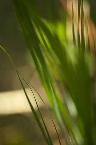 Abstract;Abstractions;Colorful;Plants;Botanical;Leaf;Leaves;Vegetation;Foliage;Patterns