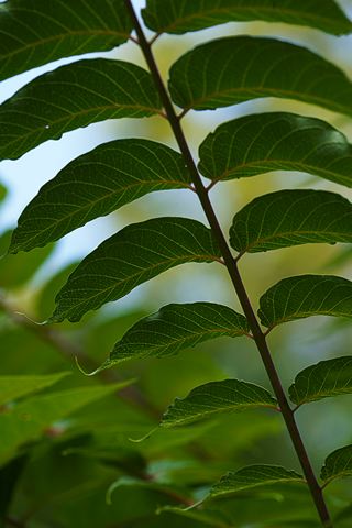 Plants;Foliage;Vegetation;Botanicals;Botany;Herbaceous;Herb;Greenery;Flora;Herbage;Abstract;Abstractions;Patterns;Shapes;Textures;Botanical;Leaf;Leaves;Veins;Compound;Leaflet