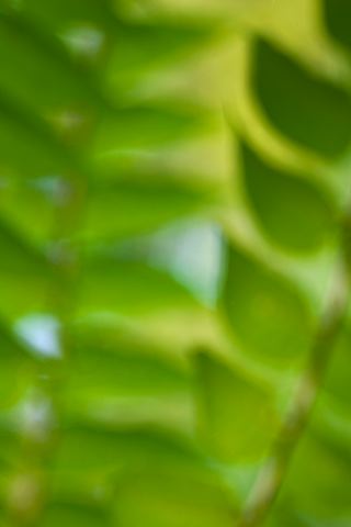 Plants;Foliage;Vegetation;Botanicals;Botany;Herbaceous;Herb;Greenery;Flora;Herbage;Abstract;Abstractions;Patterns;Shapes;Textures;Botanical;Leaf;Leaves;Veins;Compound;Leaflet