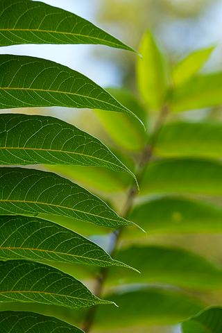 Plants;Foliage;Vegetation;Botanicals;Botany;Herbaceous;Herb;Greenery;Flora;Herbage;Abstract;Abstractions;Patterns;Shapes;Textures;Botanical;Leaf;Leaves;Veins;Compound;Leaflet