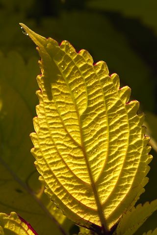 Plants;Foliage;Vegetation;Botanicals;Botany;Herbaceous;Herb;Greenery;Flora;Herbage;Sunlight;Sun;Beams;Sunbeam;Rays;Light;Luminance;Illuminate;Botanical;Leaf;Leaves;Veins;Compound;Leaflet;Abstract;Abstractions;Patterns;Shapes;Textures