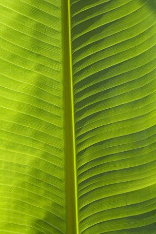 Plants;Foliage;Vegetation;Botanicals;Botany;Herbaceous;Herb;Greenery;Flora;Herbage;Abstract;Abstractions;Patterns;Shapes;Textures;Botanical;Leaf;Leaves;Veins;Compound;Leaflet