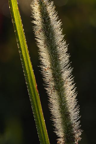 Plants;Foliage;Vegetation;Botanicals;Botany;Herbaceous;Herb;Greenery;Flora;Herbage;Dew;Details;Water;Abstract;Reflections;Drop;Moisture;Droplet;Morning;Bead;Dewey;Grass