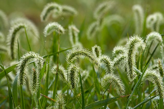 Plants;Foliage;Vegetation;Botanicals;Botany;Herbaceous;Herb;Greenery;Flora;Herbage;Dew;Details;Water;Abstract;Reflections;Drop;Moisture;Droplet;Morning;Bead;Dewey