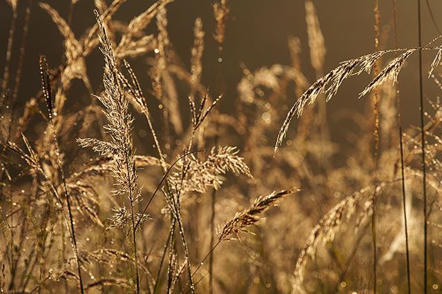 Dew;Details;Water;Abstract;Reflections;Drop;Moisture;Droplet;Morning;Bead;Dewey;Plants;Foliage;Vegetation;Botanicals;Botany;Herbaceous;Herb;Greenery;Flora;Herbage;Insects;Bug;entymology;Wings;Spider;Web;Spider Web;Arachnid;Spiderweb