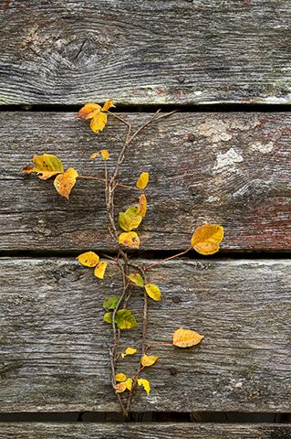 Abstract;Plants;Foliage;Vegetation;Botanicals;Botany;Herbaceous;Herb;Greenery;Flora;Herbage;Abstractions;Patterns;Shapes;Textures