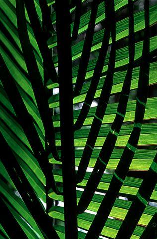 Abstract;Abstractions;Patterns;Shapes;Textures;Shadows;Forest;Trees;Leaves;Leaf;Plants;Woods;Bark;Outdoors;Nature;Natural;Woodland;Moss;Ferns;Botanical;Rainforest;Rain forest;Temperate;Wet;Humid;Weather;Bush;Tropical;Luxuriant;Boreal;Timberland