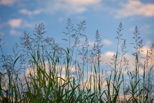 Blue;Blues;Botanical;Calm;Cloud;Cloud Formation;Clouds;Cool Colors;Cool Palette;Cool Tones;Grass Seed Head;Healing;Health care;Healthcare;Horizontal;Looking up;Nature;Pastoral;Sunlight;Tennessee;United States;Weather;Williamson County;blue;botanicals;color;grass;green;landscape;oneness;peaceful;plant;restful;serene;sky;soothing;sunlit;tranquil;zen