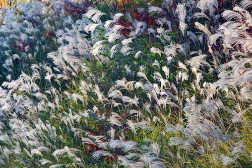 Flora;Green;Plant;Tennessee;Textures;Gold;White;Patterns;Botanicals;Clinch River;Foliage;Kyles Ford;Abstract;Botanical;Plants;Seed Head;Grass;Yellow