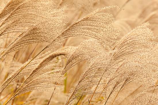 Botanical;Brown;Clinch River;Close-up;Couchville Cedar Glade State Natural Area;Grass Seed Head;Herb;Image type;Kyles Ford;Photo specs;Shrub;Tan;Tennessee;United States;Wabi Sabi;Warm Colors;Warm Palette;Warm Tones;botanicals;botany;color;flora;grass;greenery;herbage;plant;plants;vegetation