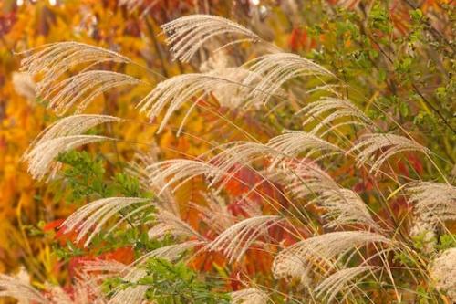 botanical;herbage;Clinch River;Close-up;herb;botany;flora;Autumn;Green;greenery;botanicals;Fall;Grass Seed Head;Grass;Yellow;vegetation;Tennessee;shrub;Red;Brown;plants;plant;Kyles Ford