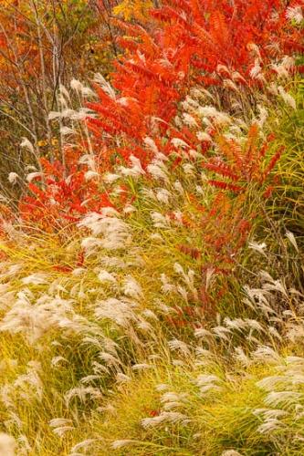 Abstract;Abstraction;Autumn;Botannicals;Clinch River;Couchville Cedar Glade State Natural Area;Fall;Gold;Grass Seed Head;Kyles Ford;Oneness;Orange;Pattern;Plant;Red;Summer;Tan;Tennessee;United States;Yellow;botanical