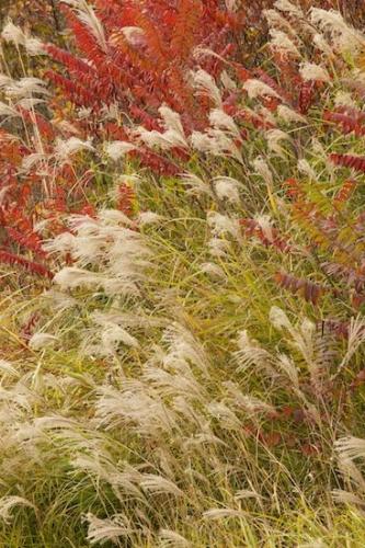 Grass;Vegetation;Red;Autumn;Plants;Plant;Green;Clinch River;Patterns;Abstracts;Fall;Grass seed heads;Abstract;Kyles Ford;Foliage;Botanical;Tennessee;Textures