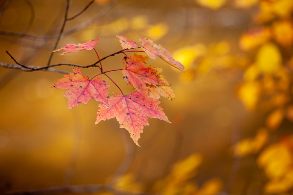 Autumn;Botanical;Branches;Brown;Calm;Couchville Cedar Glade State Natural Area;Fall;Gold;Great Smoky Mountains National Park;Healing;Leaf;Maple;Maple Leaf;Maple Leaves;Minimalism;Nature;Pastoral;Plant;Sunlight;Sunshine;Tan;Tennessee;Tree;Veins;Wabi Sabi;Yellow;botanicals;branch;foliage;landscape;leaves;limbs;oneness;orange;peaceful;plant;plants;red;restful;serene;soothing;sunlit;tranquil;tree limbs;zen
