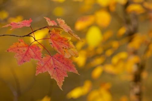 Yellow;Leaf;Botanical;Foliage;Great Smoky Mountains National Park;Plant;Gold;Leaves;Fall;Red;Vein;Botanicals;Wabi Sabi;Season;Autumn;Orange;Plants;Seasons;Tennessee