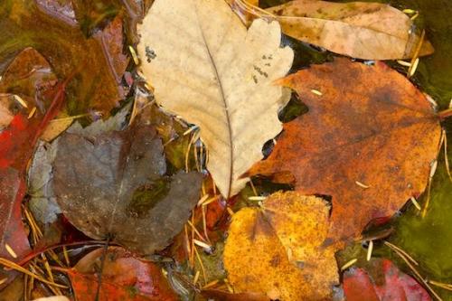 lake;pond;Orange;Vein;Tracy City;Leaf;Fallen Leaves;Horizontal;Fiery Gizzard;Fallen;Brown;shapes;South Cumberland Recreation Area and Fiery Gizzard;Tennessee;water;Patterns;Textures;Tan;Veins;Abstraction;Red;Wabi Sabi;Leaves;Abstracts