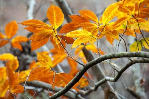 Alabama;Autumn;Branches;Brown;Close-up;Fall;Foliage;Fort Payne;Gold;Horizontal;Leaves;Little River Canyon;Little River Canyon National Preserve;Oneness;Orange;Plant;Tree;Trees;United States;Veins;Wabi Sabi;Yellow;botanical;limbs;tree limbs