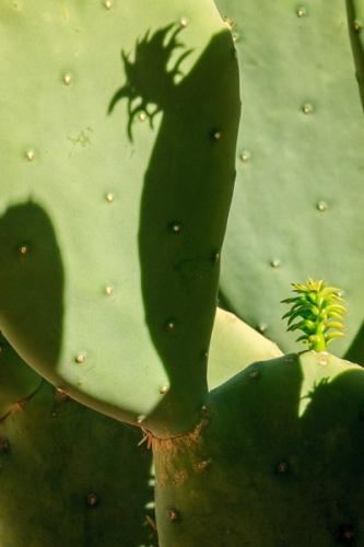 Abstract;Abstraction;Arizona;Bloom;Blossom;Blossoms;Botanical;Calm;Close-up;Floret;Floweret;Flowering;Flowers;Flowers & Plants;Macro;Nature;Pastoral;Petal;Petals;Pistil;Shadow;Shape;Stamen;Sunlight;Sunshine;Wabi Sabi;bloom;botanicals;cacti;cactus;flora;floral;flower;green;oneness;pattern;peaceful;plant;plants;silhouette;soothing;sunlit;texture;tranquil;zen