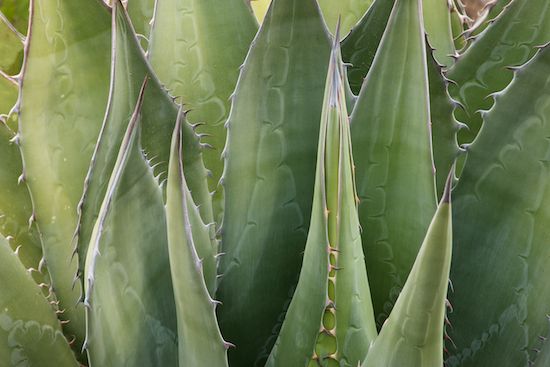 herb;Patterns;Abstract;plants;greenery;shrub;Cacti;Agave;botanicals;herbage;Arizona;plant;Textures;Green;vegetation;botany;SUCCULENT;botanical;Abstractions;Shapes;Succulent;flora;Cactus