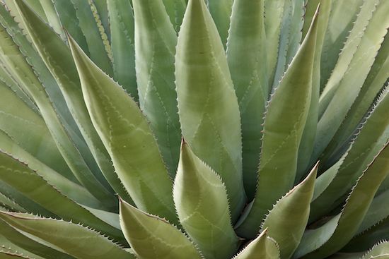 greenery;botany;Arizona;herb;herbage;plant;Succulent;Abstract;SUCCULENT;Patterns;plants;Textures;flora;vegetation;Shapes;botanical;shrub;Abstractions;Green;botanicals;Cactus;Agave;Cacti