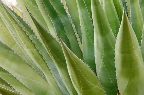 Agave;plant;plants;herb;botany;Green;shrub;flora;Arizona;vegetation;Succulent;botanical;greenery;herbage;botanicals