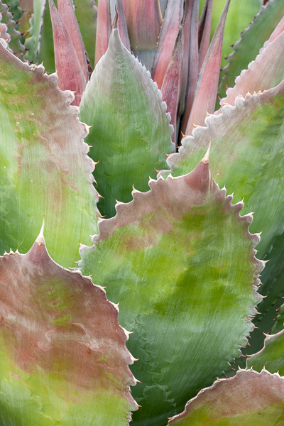 Abstract;Abstraction;Agave;Arizona;Blossom;Blossoms;Botanical;Close-up;Floweret;Flowering;Flowers;Flowers & Plants;Healing;Line;Macro;Nature;Pastoral;Pink;Plant;Shape;bloom;botanicals;cactus;flora;floral;flower;green;leaves;oneness;pattern;plants;restful;serene;soothing;texture;tranquil;zen