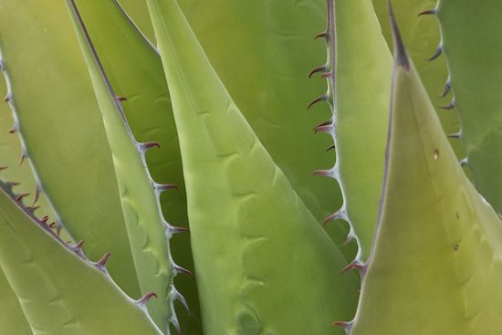 Patterns;plant;plants;Green;Succulent;greenery;herbage;Abstract;flora;SUCCULENT;botanical;herb;Cactus;Abstractions;botanicals;Arizona;Agave;Cacti;botany;Shapes;shrub;Textures;vegetation
