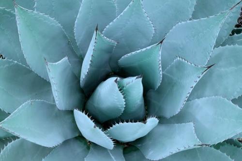 Abstract;Abstraction;Agave;Aqua;Arizona;Blue;Botannicals;Close-up;Color;Green;Leaves;Line;Oneness;Pattern;Plant;Shape;Teal;Texture;botanical;cactus;zen
