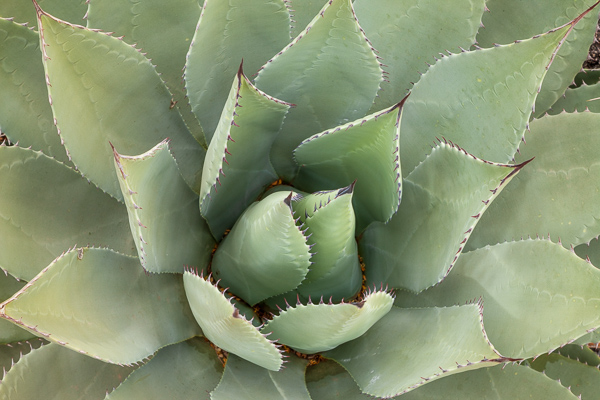 Abstract;Abstraction;Agave;Aqua;Arizona;Calm;Close-up;Floral;Healing;Health care;Healthcare;Line;Minimalism;Nature;Pastoral;Shape;desert;green;landscape;oneness;pattern;peaceful;restful;serene;soothing;texture;tranquil;zen