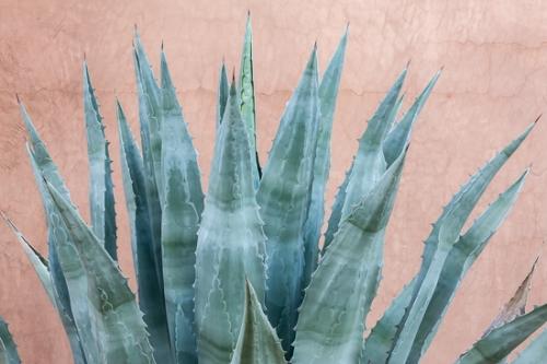 Agave;Aqua;Arizona;Botanical;Brown;Herb;Shrub;Succulent;Tan;botanicals;botany;flora;green;greenery;herbage;plant;plants;vegetation
