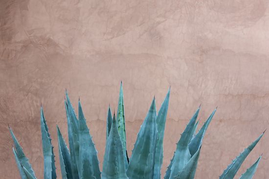 herbage;Succulent;Agave;Abstractions;plants;botany;Shapes;shrub;SUCCULENT;vegetation;Abstract;Aqua;Brown;greenery;Green;plant;Cactus;herb;Cacti;Tan;Patterns;Textures;botanical;flora;botanicals;Arizona