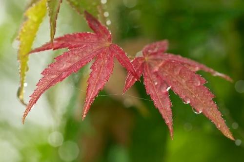 Moisture;Water;flora;Botanical;Plant;Plants;Leafy;Leaf;botanicals;botany;vegetation;herbage;Foliage;Wet;Drop;Dewy;Droplet;Green;Botany;Vein;Damp;shrub;Ferns;Vegetation;plants;Leaves;botanical;herb;Red;plant;Dew;greenery;Botanicals