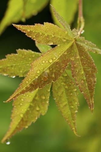 flora;Vein;plant;Dew;herbage;Damp;Foliage;Droplet;herb;Water;Wet;Yellow;Leaf;Drop;Leaves;shrub;plants;Leafy;botanical;Green;greenery;Dewy;botanicals;vegetation;Gold;Moisture;botany