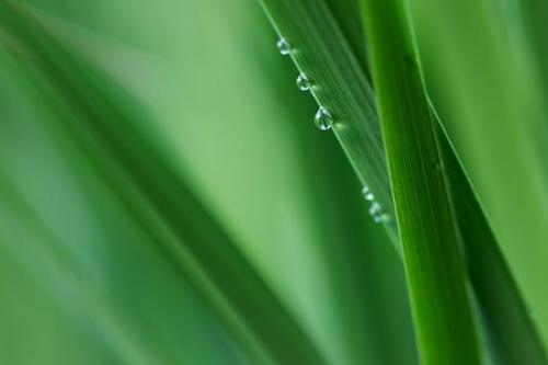Drop;botanical;plants;Green;grass;Tennessee;flora;Damp;botany;vegetation;Dewy;Dew;plant;greenery;botanicals;Blade;Droplet;Wet;Moisture;Close-up;Water