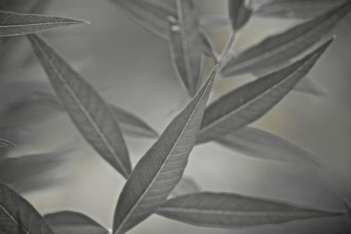 plant;Abstract;botany;Black and White;botanical;herbage;shrub;Tennessee;Green;vegetation;Patterns;plants;herb;greenery;flora;botanicals