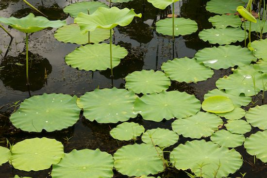Green;botanical;botanicals;shrub;flora;botany;plant;herbage;plants;greenery;herb;vegetation;Water Lotus