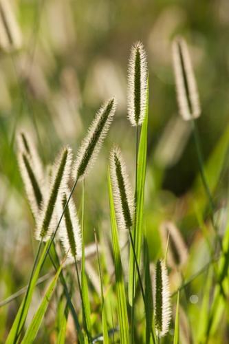 Grass Seed Head;Tan;White;green