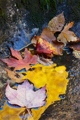 Tan;Red;Close-up;Mirror;Fall;New England;Season;New Hampshire;Autumn;Brown;Leaves;Reflection;Vein;Leaf;Veins;Yellow;Reflections;Gold