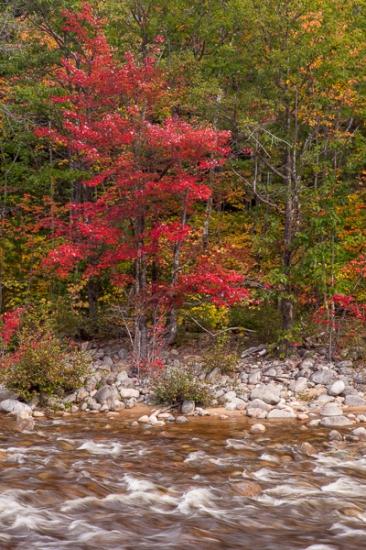Autumn;Boulder;Boulders;Branches;Calm;Cascade;Cascading;Creek;Fall;Falls;Flow;Forest;Forested;Nature;New England;New Hampshire;Pastoral;Pebbles;Pouring;River;Rock;Rock formations;Rocks;Stone;Stones;Stream;Stream Bank;Streaming;Sunshine;Timber;Timberland;Tree;Vein;Water;Waterfalls;Waterscape;Wood;Woodland;Woods;branch;flowing;foliage;green;landscape;leaves;limbs;oneness;peaceful;plants;rapids;red;restful;river bank;serene;soothing;sunlit;tranquil;tree limbs;tree trunk;trees;zen