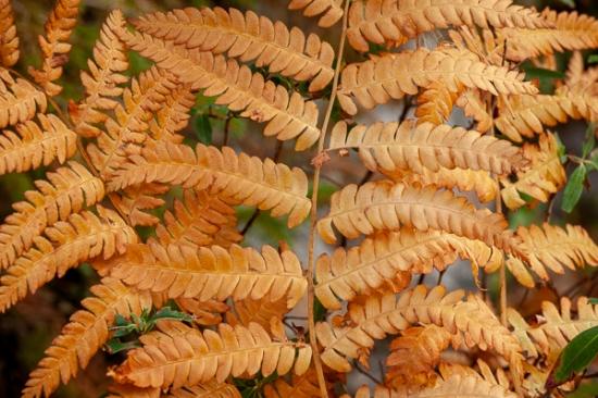 Abstract;Abstraction;Autumn;Botanical;Calm;Close-up;Fall;Flowers & Plants;Gold;Healing;Leaf;Macro;Nature;New England;New Hampshire;Pastoral;Tan;Veins;Wabi Sabi;Yellow;botanicals;fern;foliage;green;leaves;oneness;orange;pattern;peaceful;plant;restful;serene;soothing;texture;tranquil;vegetation;zen